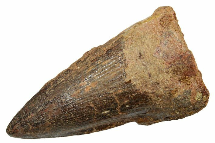 Fossil Spinosaurus Tooth - Real Dinosaur Tooth #349796